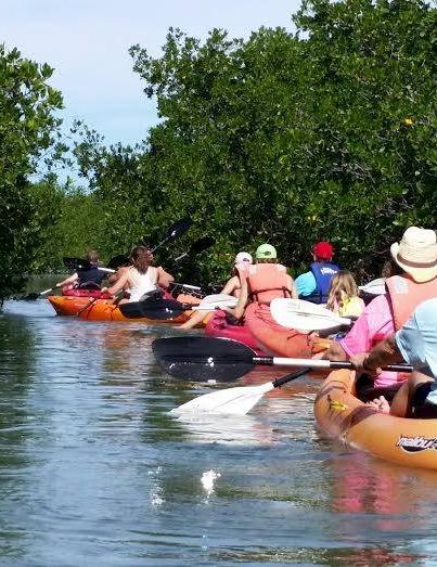 A group of people kayaking in a calm, mangrove-lined waterway, wearing hats and paddling together in colorful kayaks.